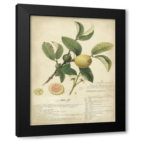 Descube Botanical I Black Modern Wood Framed Art Print by Descubes, A.
