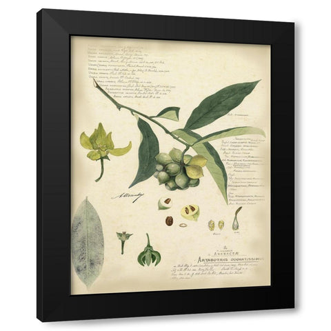 Descube Botanical II Black Modern Wood Framed Art Print by Descubes, A.
