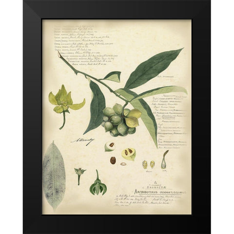 Descube Botanical II Black Modern Wood Framed Art Print by Descubes, A.