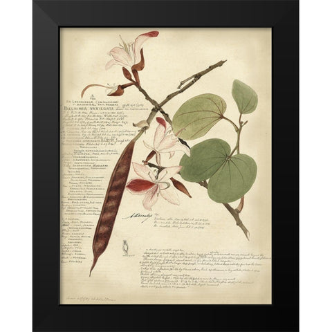 Descube Botanical III Black Modern Wood Framed Art Print by Descubes, A.