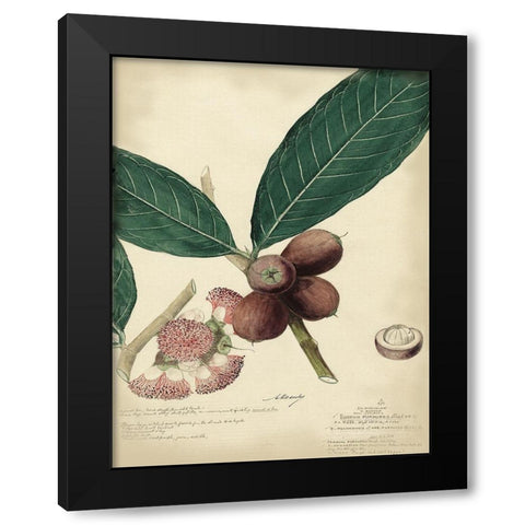 Descube Botanical IV Black Modern Wood Framed Art Print with Double Matting by Descubes, A.
