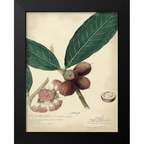 Descube Botanical IV Black Modern Wood Framed Art Print by Descubes, A.