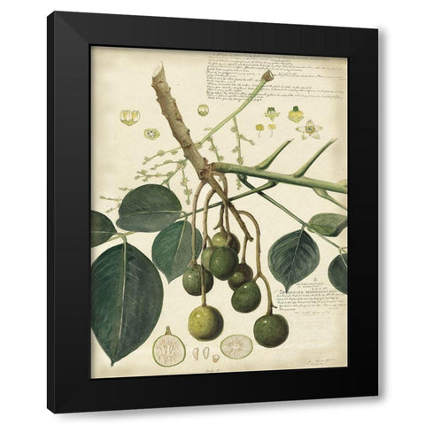 Descube Botanical VI Black Modern Wood Framed Art Print by Descubes, A.