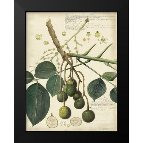 Descube Botanical VI Black Modern Wood Framed Art Print by Descubes, A.