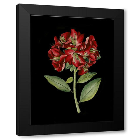 Crimson Flowers on Black I Black Modern Wood Framed Art Print by Unknown