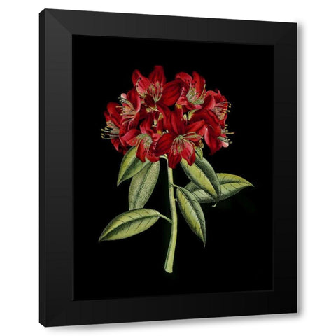 Crimson Flowers on Black II Black Modern Wood Framed Art Print with Double Matting by Unknown