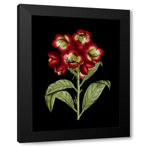 Crimson Flowers on Black III Black Modern Wood Framed Art Print by Unknown