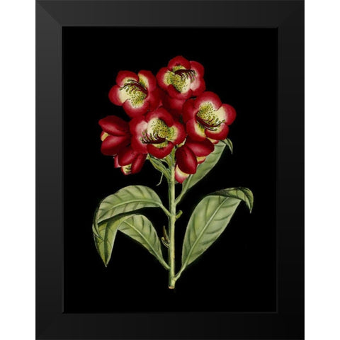 Crimson Flowers on Black III Black Modern Wood Framed Art Print by Unknown