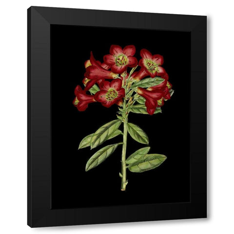 Crimson Flowers on Black IV Black Modern Wood Framed Art Print with Double Matting by Unknown
