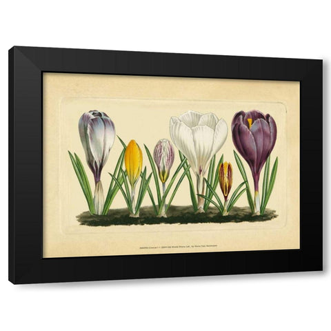 Crocus I Black Modern Wood Framed Art Print with Double Matting by Vision Studio