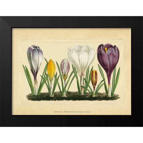 Crocus I Black Modern Wood Framed Art Print by Vision Studio