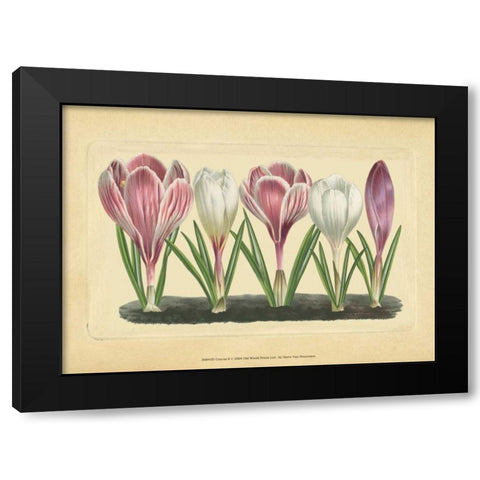Crocus II Black Modern Wood Framed Art Print by Vision Studio