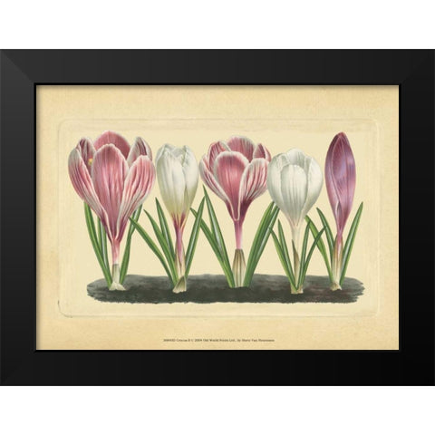 Crocus II Black Modern Wood Framed Art Print by Vision Studio