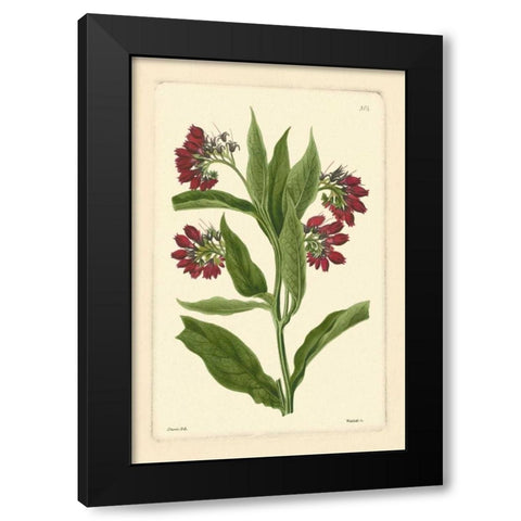 Red Curtis Botanical I Black Modern Wood Framed Art Print by Vision Studio