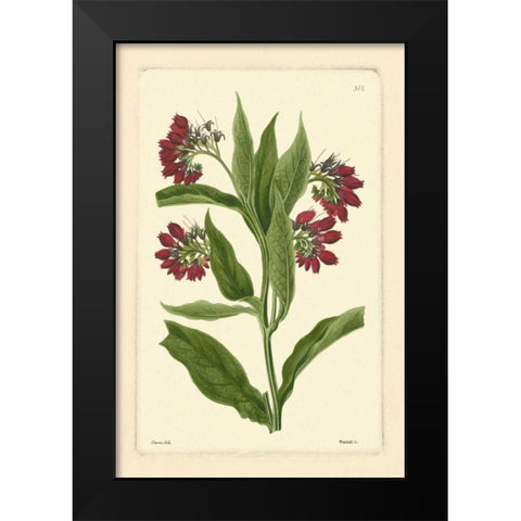 Red Curtis Botanical I Black Modern Wood Framed Art Print by Vision Studio