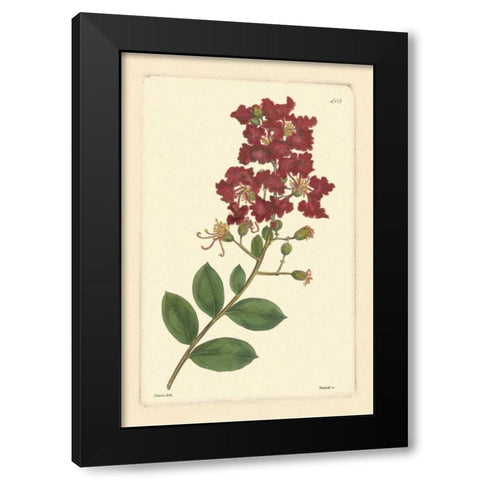 Red Curtis Botanical II Black Modern Wood Framed Art Print by Vision Studio