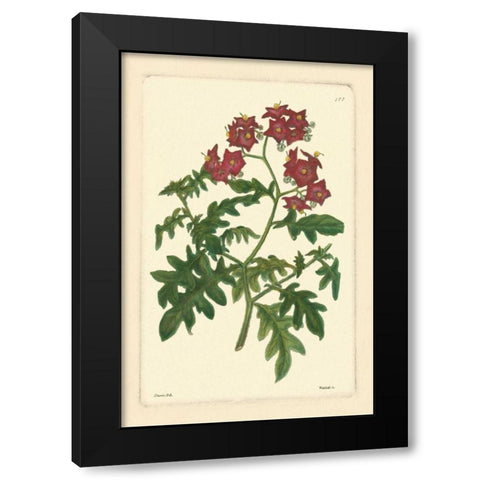 Red Curtis Botanical III Black Modern Wood Framed Art Print by Vision Studio