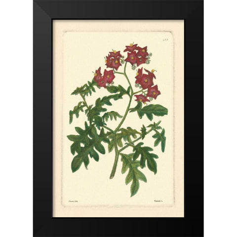 Red Curtis Botanical III Black Modern Wood Framed Art Print by Vision Studio