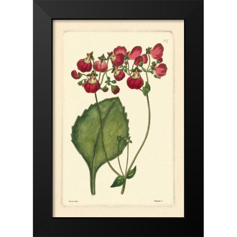 Red Curtis Botanical IV Black Modern Wood Framed Art Print by Vision Studio