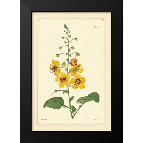 Yellow Curtis Botanical II Black Modern Wood Framed Art Print by Vision Studio