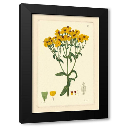 Yellow Curtis Botanical III Black Modern Wood Framed Art Print with Double Matting by Vision Studio
