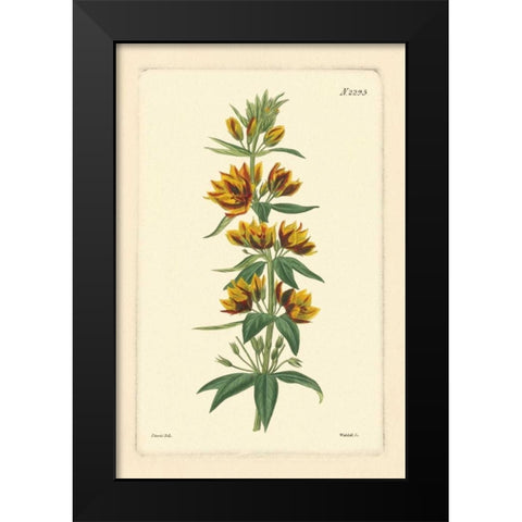 Yellow Curtis Botanical IV Black Modern Wood Framed Art Print by Vision Studio