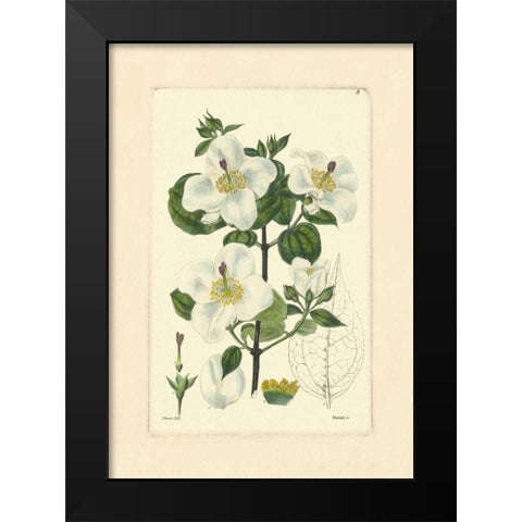 White Curtis Botanical III Black Modern Wood Framed Art Print by Vision Studio