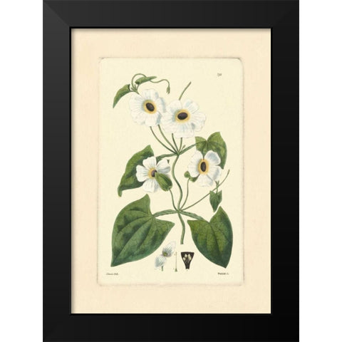 White Curtis Botanical IV Black Modern Wood Framed Art Print by Vision Studio