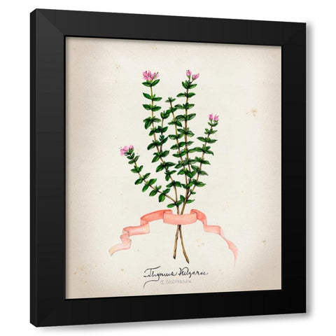 Herb Series VI Black Modern Wood Framed Art Print with Double Matting by Goldberger, Jennifer