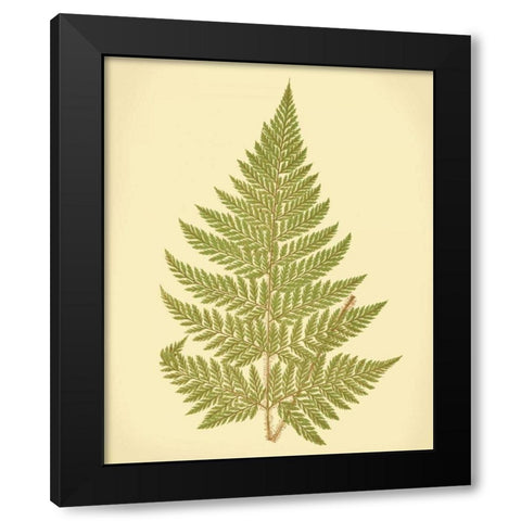 Lowes Fern I Black Modern Wood Framed Art Print with Double Matting by Lowe, E.J.