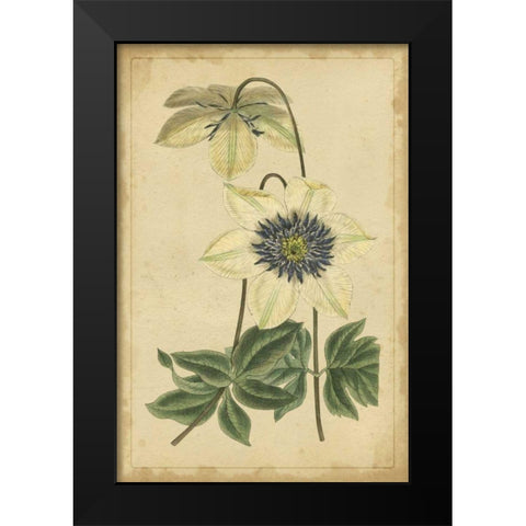 Curtis Blooms in White I Black Modern Wood Framed Art Print by Unknown