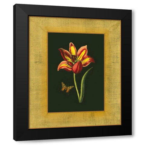 Tulip in Frame I Black Modern Wood Framed Art Print with Double Matting by Unknown