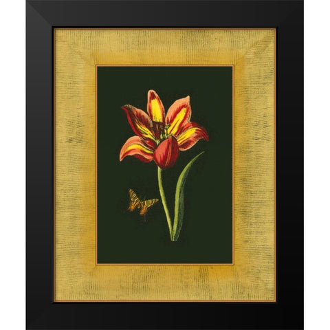 Tulip in Frame I Black Modern Wood Framed Art Print by Unknown