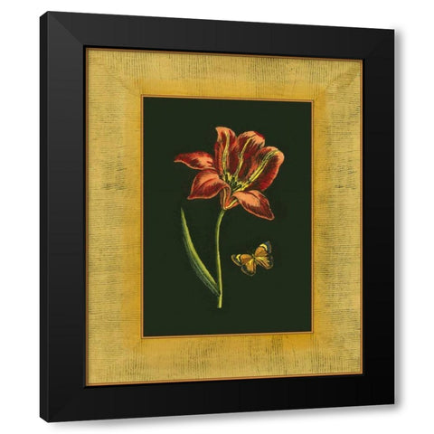 Tulip in Frame II Black Modern Wood Framed Art Print by Unknown