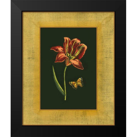 Tulip in Frame II Black Modern Wood Framed Art Print by Unknown