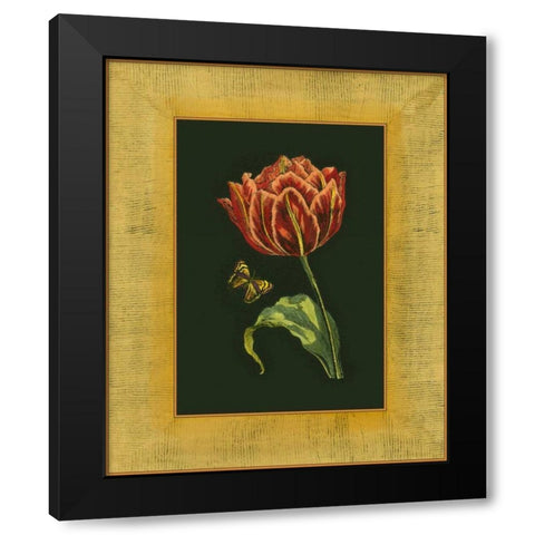 Tulip in Frame III Black Modern Wood Framed Art Print by Unknown