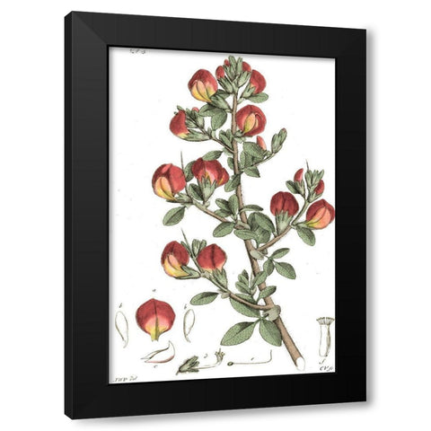 Antique Floral Plate I Black Modern Wood Framed Art Print with Double Matting by Vision Studio