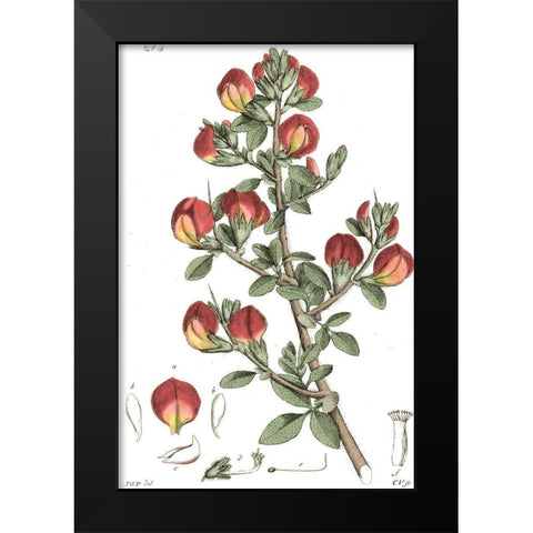 Antique Floral Plate I Black Modern Wood Framed Art Print by Vision Studio