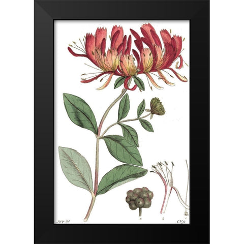 Antique Floral Plate II Black Modern Wood Framed Art Print by Vision Studio