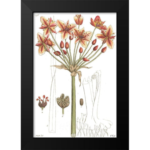 Antique Floral Plate IV Black Modern Wood Framed Art Print by Vision Studio