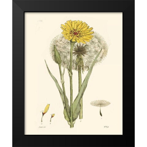 Antique Floral Plate VI Black Modern Wood Framed Art Print by Vision Studio