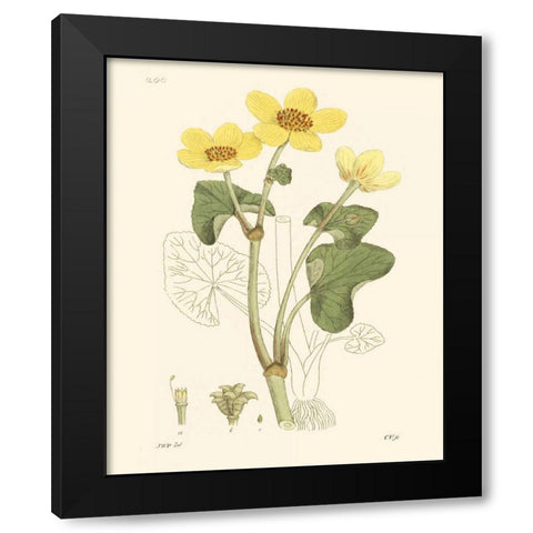 Antique Floral Plate VII Black Modern Wood Framed Art Print with Double Matting by Vision Studio