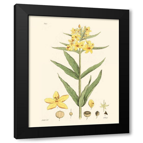 Antique Floral Plate VIII Black Modern Wood Framed Art Print with Double Matting by Vision Studio