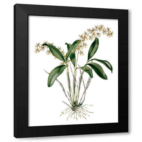 Orchids I Black Modern Wood Framed Art Print by Drake