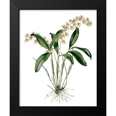 Orchids I Black Modern Wood Framed Art Print by Drake
