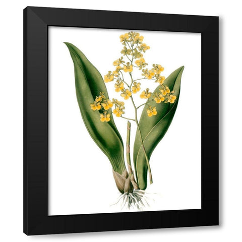Orchids II Black Modern Wood Framed Art Print by Drake