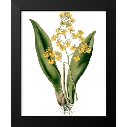 Orchids II Black Modern Wood Framed Art Print by Drake