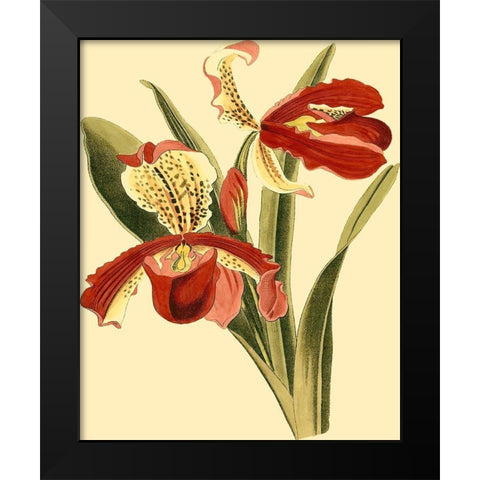Mini Orchid Splendor I Black Modern Wood Framed Art Print by Vision Studio