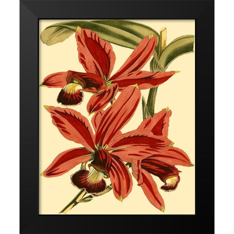 Mini Orchid Splendor II Black Modern Wood Framed Art Print by Vision Studio