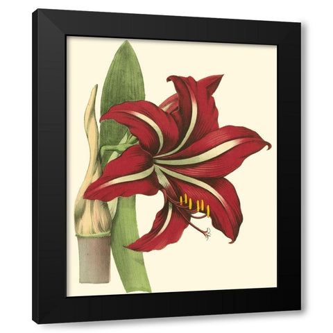 Amaryllis I Black Modern Wood Framed Art Print with Double Matting by Hogg